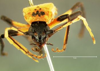 Media type: image;   Entomology 33875 Aspect: head frontal view